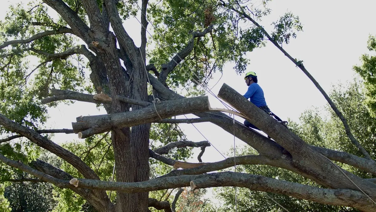 Professional Crown Thinning performed by certified arborists in Howard City